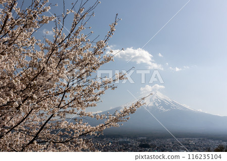 Mount Fuji and cherry blossoms in spring in Japan 116235104