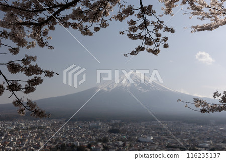 Mount Fuji and cherry blossoms in spring in Japan 116235137