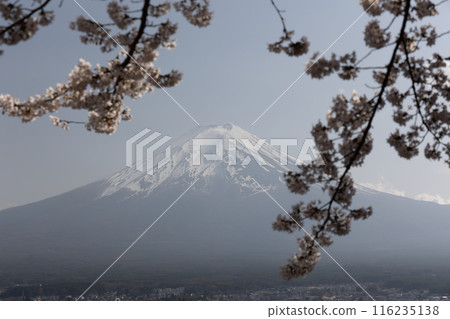 Mount Fuji and cherry blossoms in spring in Japan 116235138