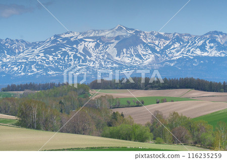 五月的美瑛～十勝山脈，田野上殘留著積雪 116235259