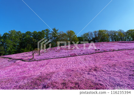 Moss phlox in full bloom at Engaru Park on the Hill of the Sun: Spring scenery in eastern Hokkaido 116235394