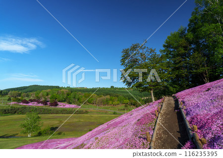 Moss phlox in full bloom at Engaru Park on the Hill of the Sun: Spring scenery in eastern Hokkaido Moss phlox in full bloom at Engaru Park on the Hill of the Sun: Spring scenery in eastern Hokkaido 116235395