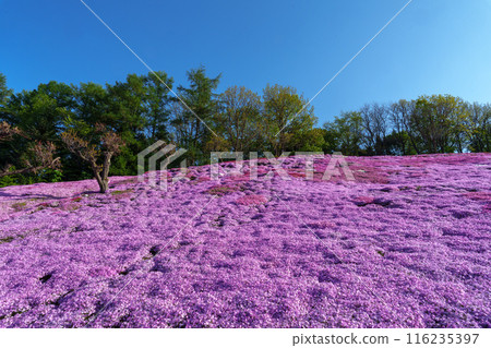 Moss phlox in full bloom at Engaru Park on the Hill of the Sun: Spring scenery in eastern Hokkaido Moss phlox in full bloom at Engaru Park on the Hill of the Sun: Spring scenery in eastern Hokkaido 116235397
