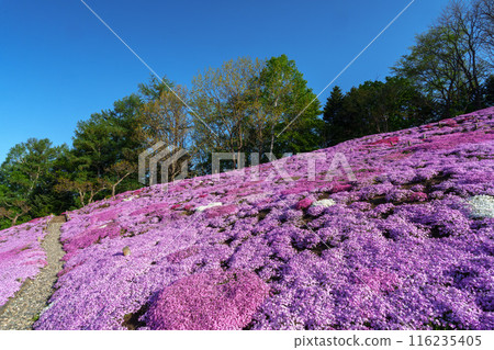 太陽之丘遠輕公園芝櫻盛開,北海道東部的春天景色 太陽之丘遠輕公園芝櫻盛開,北海道東部的春天景色 116235405