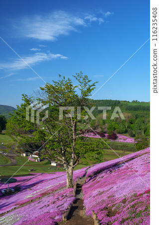 太陽之丘遠輕公園芝櫻盛開，北海道東部的春天景色 116235408
