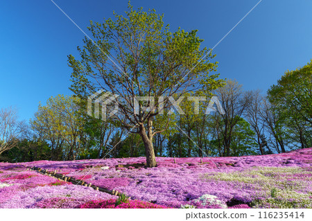 太陽之丘遠輕公園芝櫻盛開,北海道東部的春天景色 太陽之丘遠輕公園芝櫻盛開,北海道東部的春天景色 116235414