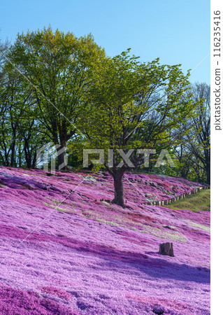太陽之丘遠輕公園芝櫻盛開,北海道東部的春天景色 太陽之丘遠輕公園芝櫻盛開,北海道東部的春天景色 116235416