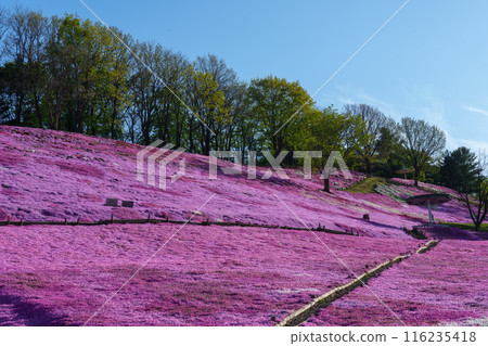 Moss phlox in full bloom at Engaru Park on the Hill of the Sun: Spring scenery in eastern Hokkaido 116235418