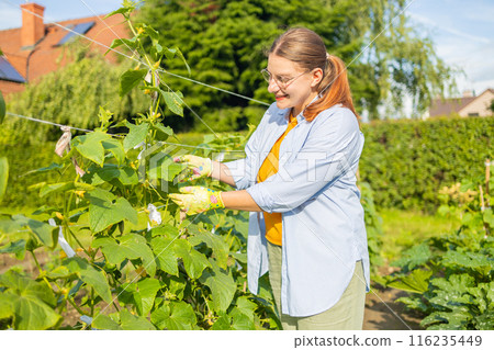 Female farm worker gathering crop of organic cucumbers in garden farm. Harvest cucumbers in a basket. 116235449