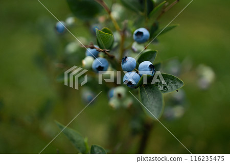 Blueberries ripen in summer garden, Vaccinium angustifolium organic blueberry produce Blueberries ripen in summer garden, Vaccinium angustifolium organic blueberry produce 116235475