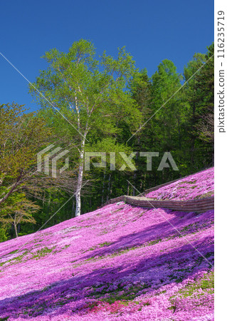 Moss Phlox at Takinoue Park, Hokkaido's most spectacular spring flower fields, May 116235719
