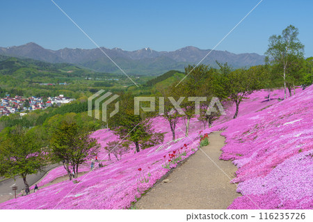 Moss Phlox at Takinoue Park, Hokkaido's most spectacular spring flower fields, May 116235726