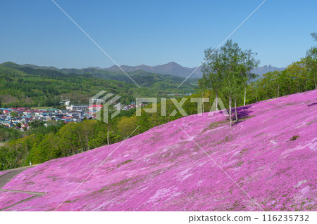 Moss Phlox at Takinoue Park, Hokkaido's most spectacular spring flower fields, May Moss Phlox at Takinoue Park, Hokkaido's most spectacular spring flower fields, May 116235732