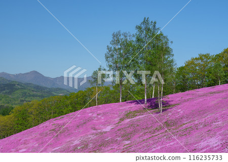 五月,北海道壯觀的春天花園瀧上公園的苔蘚福祿考 五月,北海道壯觀的春天花園瀧上公園的苔蘚福祿考 116235733