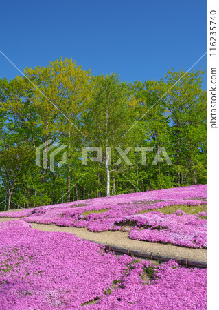 五月，北海道壯觀的春天花園瀧上公園的苔蘚福祿考 116235740