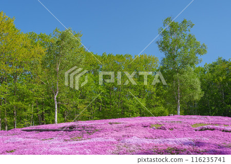 Moss Phlox at Takinoue Park, Hokkaido's most spectacular spring flower fields, May 116235741