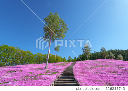 五月，北海道壯觀的春天花園瀧上公園的苔蘚福祿考 116235743