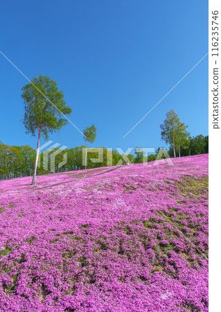 Moss Phlox at Takinoue Park, Hokkaido's most spectacular spring flower fields, May 116235746