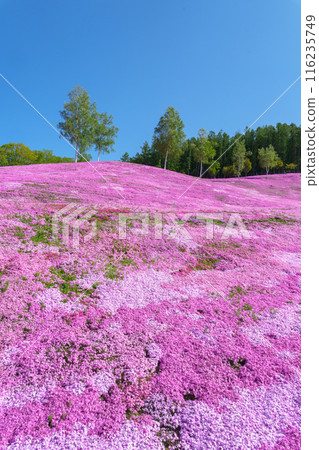 五月，北海道壯觀的春天花園瀧上公園的苔蘚福祿考 116235749