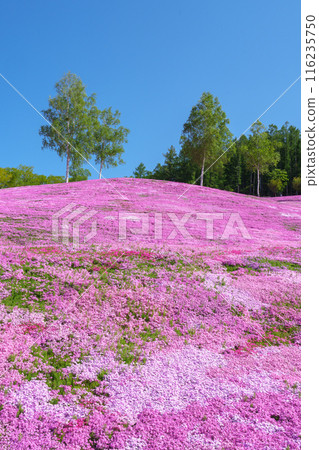 五月，北海道壯觀的春天花園瀧上公園的苔蘚福祿考 116235750