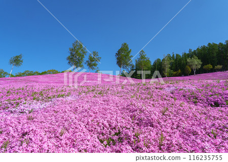 五月,北海道壯觀的春天花園瀧上公園的苔蘚福祿考 五月,北海道壯觀的春天花園瀧上公園的苔蘚福祿考 116235755