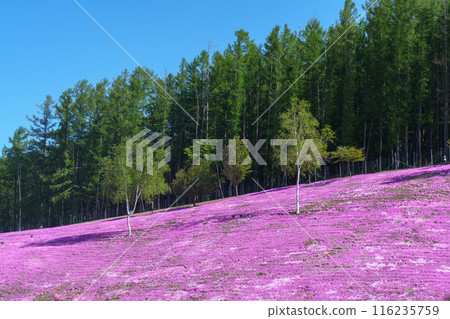 Moss Phlox at Takinoue Park, Hokkaido's most spectacular spring flower fields, May Moss Phlox at Takinoue Park, Hokkaido's most spectacular spring flower fields, May 116235759