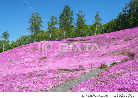 五月,北海道壯觀的春天花園瀧上公園的苔蘚福祿考 五月,北海道壯觀的春天花園瀧上公園的苔蘚福祿考 116235765