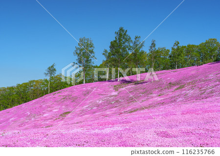 Moss Phlox at Takinoue Park, Hokkaido's most spectacular spring flower fields, May 116235766