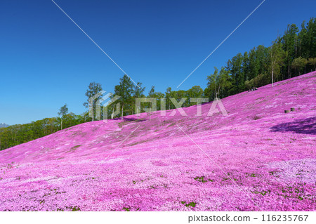 五月，北海道壯觀的春天花園瀧上公園的苔蘚福祿考 116235767