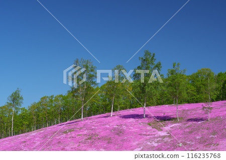 五月，北海道壯觀的春天花園瀧上公園的苔蘚福祿考 116235768