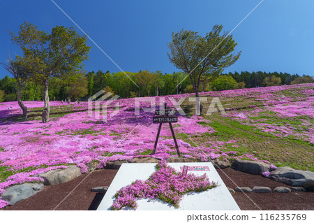 Moss Phlox at Takinoue Park, Hokkaido's most spectacular spring flower fields, May 116235769