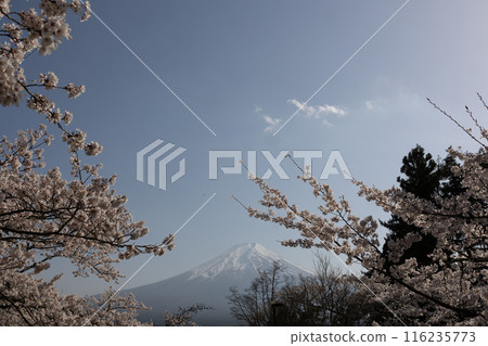Mount Fuji and cherry blossoms in spring in Japan 116235773