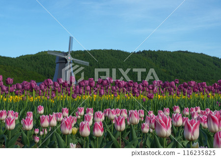 Kamiyubetsu Tulip Park: A spectacular spring view in Hokkaido 116235825