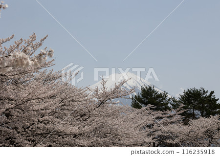 富士山與櫻花,日本的春天 富士山與櫻花,日本的春天 116235918