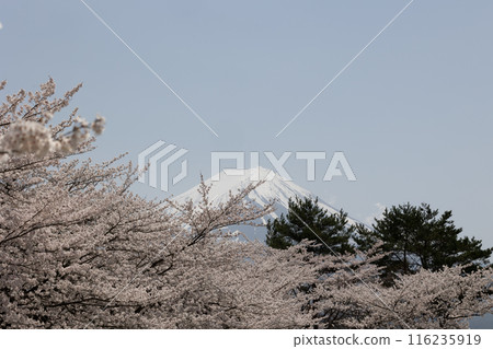 富士山與櫻花，日本的春天 116235919