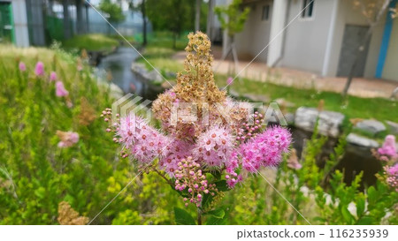 Willow-leaf spirea flower 116235939
