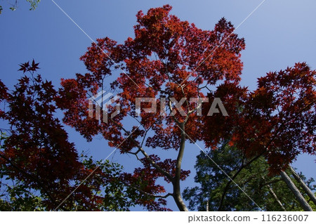 Spring at Genjiyama Park, Kamakura Spring at Genjiyama Park, Kamakura 116236007
