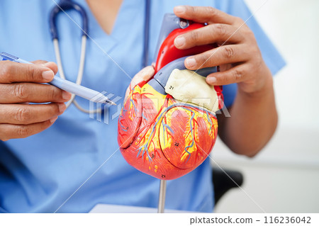 Cardiovascular disease CVD, doctor with heart human model anatomy for treatment patient in hospital. Cardiovascular disease CVD, doctor with heart human model anatomy for treatment patient in hospital. 116236042