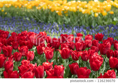  Colorful tulips 116236070