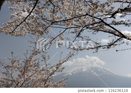 富士山與櫻花,日本的春天 富士山與櫻花,日本的春天 116236128
