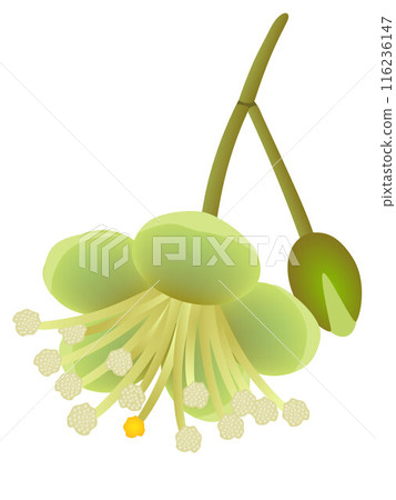Durian flower and bud isolated on white background. 116236147