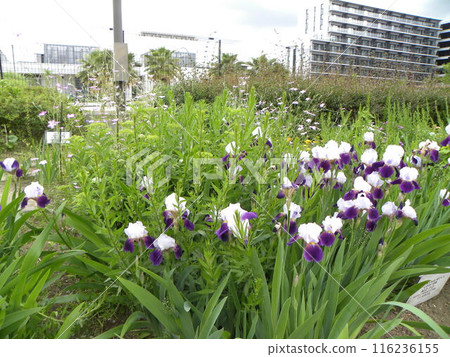 五月花德國鳶尾大花 116236155