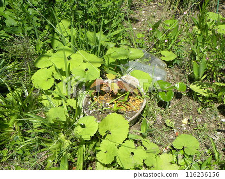 柏繡球花的插枝和幼苗的製作 116236156