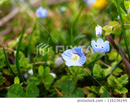 Veronica persica blooming on the Arakawa riverbed in spring Veronica persica blooming on the Arakawa riverbed in spring 116236249