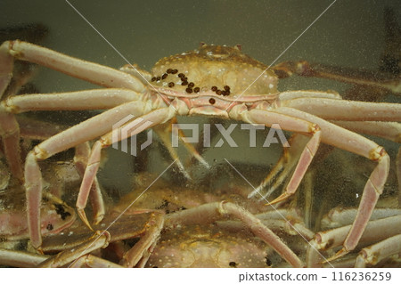 There are snow crabs in the fish market aquarium 116236259