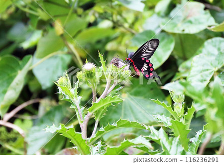 The moment when a colorful butterfly rests its wings The moment when a colorful butterfly rests its wings 116236291