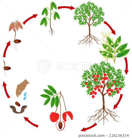 Cycle of growth of a lychee tree on a white background. Cycle of growth of a lychee tree on a white background. 116236314