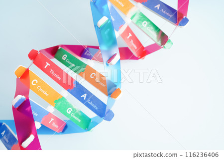DNA molecule spiral structure model isolated on white background, chromosome and gene chemical science biology. DNA molecule spiral structure model isolated on white background, chromosome and gene chemical science biology. 116236406