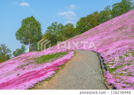 Higashimokoto Shibazakura Park: A spectacular view of Hokkaido's early summer in May 116236440
