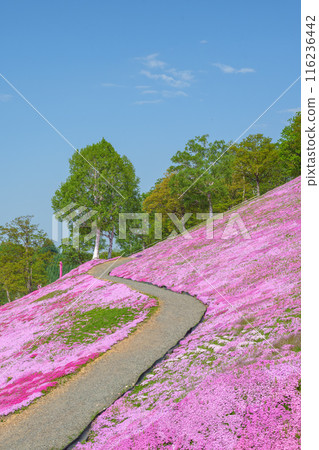 Higashimokoto Shibazakura Park: A spectacular view of Hokkaido's early summer in May 116236442